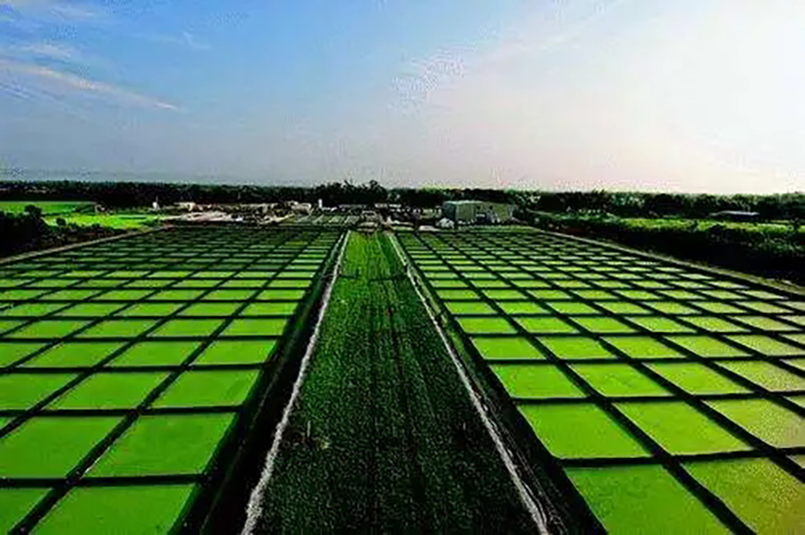 中投顧問觀點(diǎn)| 2024-2028年中國(guó)未來產(chǎn)業(yè)之生物能源產(chǎn)業(yè)趨勢(shì)預(yù)測(cè)及投資機(jī)會(huì)研究報(bào)告